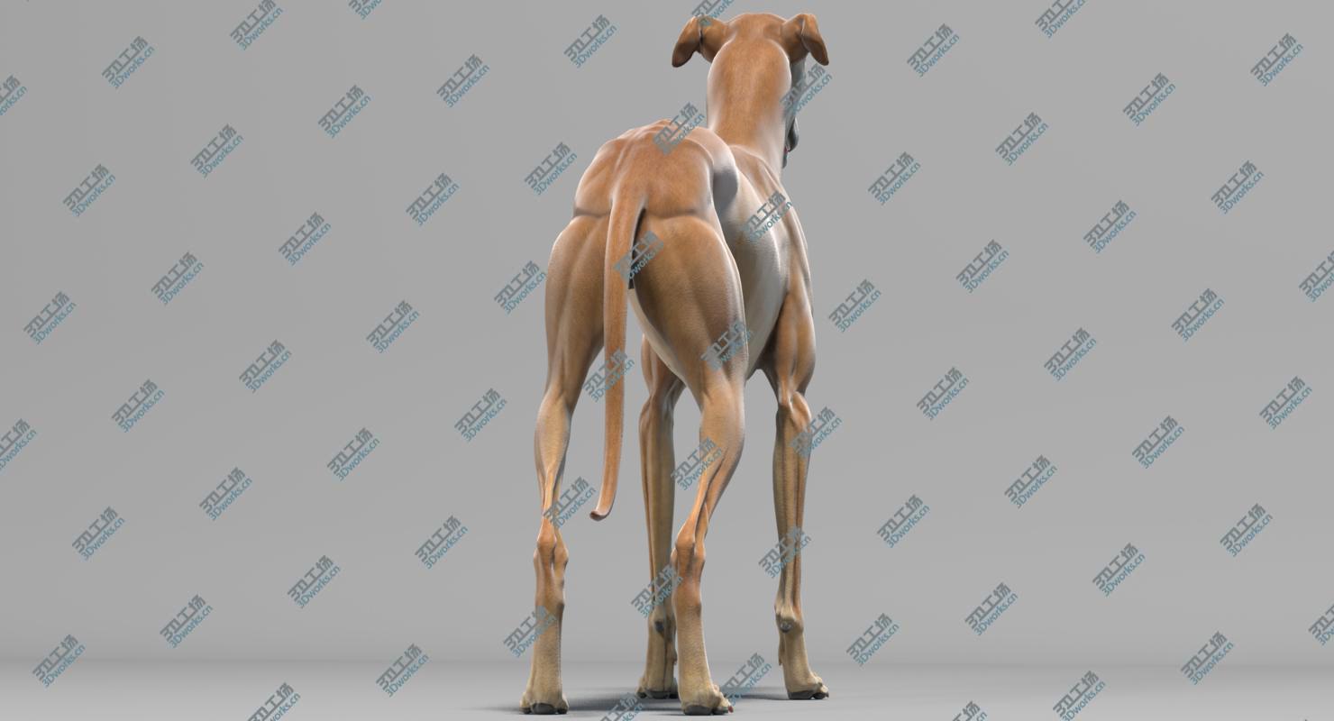 images/goods_img/20210319/3D Greyhound model/5.jpg